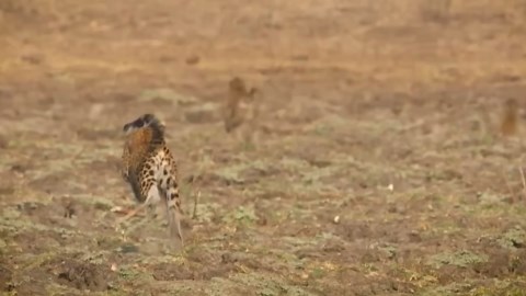 Leopard's Deadly Strike: Witness the Fast and Stealthy Predator in Action