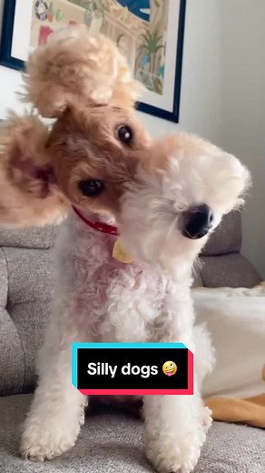 Funny Silly Dog Videos Compilation 🐶😂😍 Pets