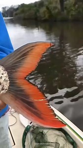 18K views · 94 reactions | Be aware of tiger fish it's looks horrifying.. #factsdaily #tigerfish #reelsfacebook #fypシ゚viralシ #factsyoudidntknow | ScienceTimes | Facebook