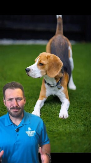 If chaos had a nose and floppy ears, it’d be called a Beagle. Beagle people—you already know. Tag someone who lives with one. •⁣⁣⁣⁣⁣⁣⁣⁣⁣⁣⁣⁣⁣⁣⁣⁣⁣⁣⁣⁣⁣⁣⁣⁣⁣⁣⁣⁣⁣⁣⁣⁣⁣⁣⁣⁣⁣⁣⁣⁣⁣⁣ 🎥 @modernmuttcleanup #beagle | Beagle Lovers