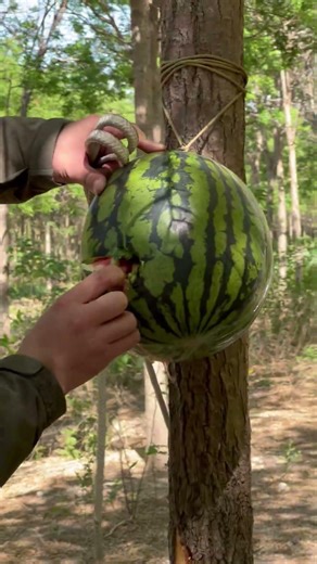 Sling vs Watermelon: The stone got STUCK inside! #slingshot #outdoorgear #handmake #ancientskills