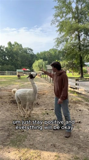 203K views · 6.6K reactions | Life advice from Mr. Fleetwood #llama #alpacas #farmcore #farmlife #cuteanimals #reels | Goat Daddy's Farm | Facebook