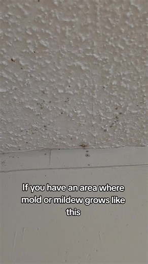 Effective Mold and Mildew Remover Spray