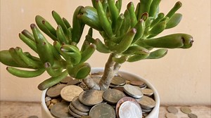 Wohlstand und Glück verspricht der Geldbaum. Damit er diese Wünsche wahr werden lässt, muss es ihm natürlich gut gehen. Um alle Tipps zur Pflege und zum Standort zu finden, kannst du auch den aktuellen Beitrag lesen: https://www.selbst.de/crassula-ovata-geldbaum-alles-was-sie-wissen-muessen-76090.html | selbst