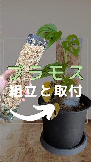 Introducing how to assemble and install Nobi Plamos! #mosspoles #diy #houseplants #plants #housep...