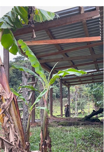 Off-Grid Homesteading: Growing Plants in the Andes