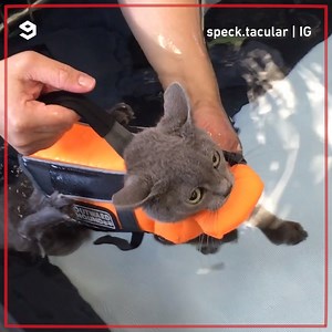 173K views · 591 reactions | This vampire kitty is a specktacular fighter! By speck.tacular | IG | 9GAG TV | Facebook