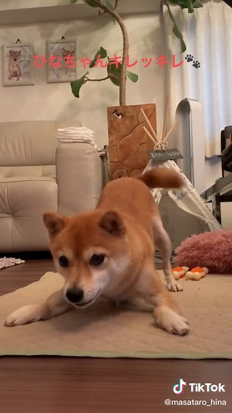 キレッキレ🐶 #tikdog #おうちで過ごし隊 #foryou #柴犬 #犬 #shiba #dog #dogs #petlover #dogsoftiktok