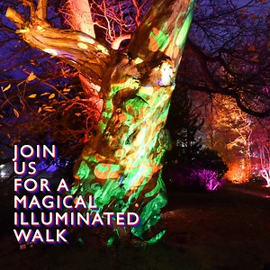 321 reactions · 108 shares | ✨ Join us for a magical night out for all generations at Enchanted Weston from 9th – 11th and 15th – 23rd December. ✨  Book your tickets here: https://www.weston-park.com/event/enchanted-weston/ | Weston Park | Facebook