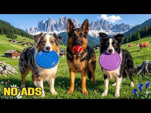 12 HOURS of Dog TV for Dogs to Watch 🐶 Peaceful Dog Landscapes & Gentle Music for Calm Pets