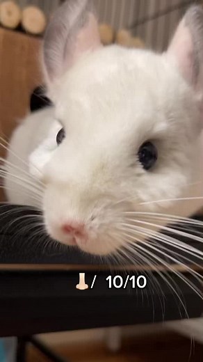 Chinchilla Naming Ideas and Care Tips!