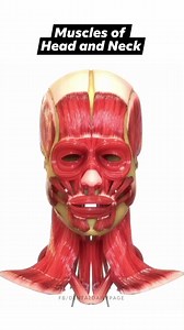 13K views · 156 reactions | Muscles of head and neck | Anatomy | 3D Animation #muscle #anatomy #dentalstudent #dentistry #doctor #medical #nurse #dentalhygienist #dentalassistant | Dental Daily | Facebook