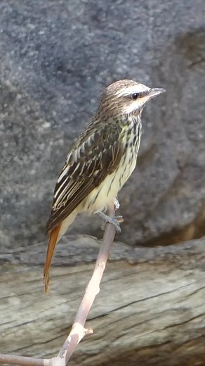 This bird sound like a squeaky toy 🤔 Have you ever seen or heard one before? #birding #birds #arizona #sulphurbelliedflycatcher