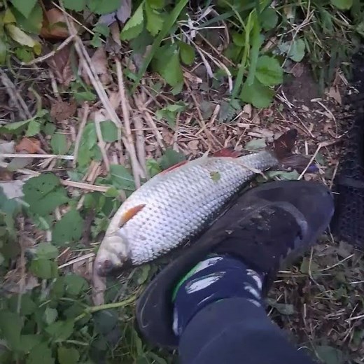 biggest roach I've ever caught or seen!!!!!!