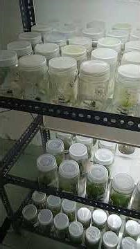 Ruang Inkubasi Untuk Menyimpan Tanaman Botolan Di CV Agri Bio Tech Yogyakarta