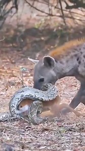 23K views · 30 reactions | The hyena rushed to save the baby antelope caught by the python, but instead pulled the antelope out and brutally ate it | Give And Take | Facebook