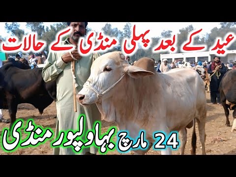 Today Bhawalpur Cow Mandi Fresh Latest Update | Cholistani Sahiwal Bachre | Cow Mandi 2025🔥