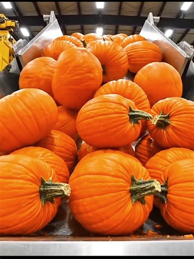 Production Process Of Giant Pumpkin Puree Revealed #fyp #pumpkin #manufacturing #juice #factoryprocess