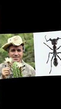 The Bullet Ant: The Insect With the Most Painful Sting on Earth