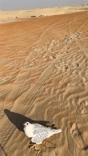 United Arab Emirates on Instagram: "A timeless tradition of strength, heritage, and respect for nature 🇦🇪 The Sheikh of Dubai is known for his deep connection with gyrfalcons, including the rare white and majestic black varieties. In Emirati culture, falcons symbolize power, honor, and wisdom, passed down through generations. This noble hobby reflects a balance between leadership and tradition, keeping the spirit of the desert and falconry alive in the modern UAE. Dubai • Dubai sunset • Abudha