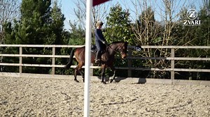 Aid your advertising with professional video footage of your horse!...