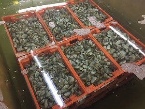 Depuration UV Disinfection of Shellfish