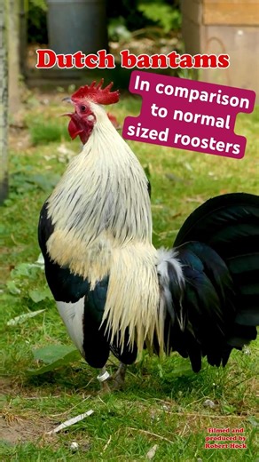 Dutch bantam roosters vs. normal sized roosters in a crowing comparison Holländische Zwerghähne