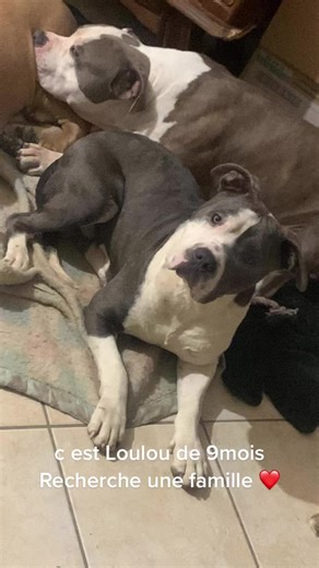 Elevage_american_Bully_37-86 sur TikTok