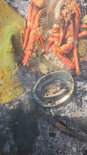 744K views · 17K reactions | Open fire cooking Pāua and Lobster using...