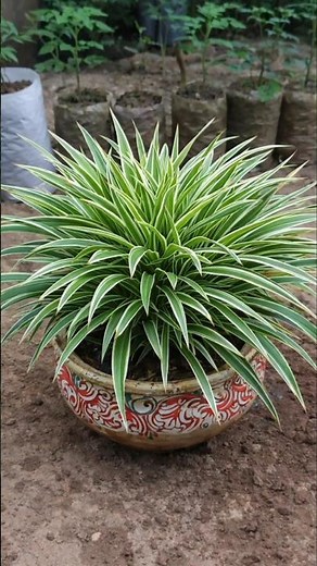 Revive Your Spider Plant Fast 🌿 | Remove Dead Leaves & Boost New Growth!