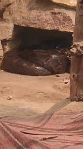 Ajgar snake | Ashish Agrawal | Facebook