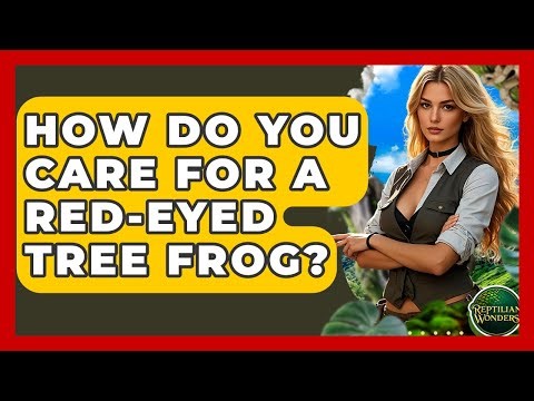 How Do You Care For A Red-eyed Tree Frog? - Reptilian Wonders