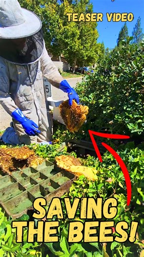 *Teaser Video* A beehive in a water meter box right in the way of pedestrians. Easy removal and no cutting involved! _______ Follow ⏩ Ilya Barkanov ⏪ for more information, don't forget to ❤️❤️ ******** Continue Reading ⤵️ I was called out by the city of Santa Clarita to remove a hive from an irrigation box which was in the way of people passing by. The bees were starting to get a bit aggressive and become a liability. Everything was removed and relocated to a box and I will be back in 5-10 days 