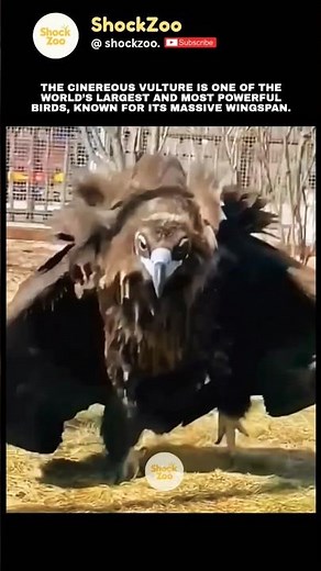 GIANT Cinereous Vulture! The Largest Winged Hunter You’ve Never Seen! 🦅 #vulture #cinereousvulture