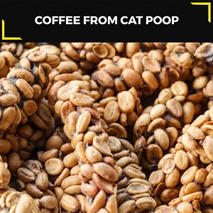 The world’s most expensive coffee harvested from the poop of Civet cats, will soon be produced right here in India. Civets are usually kept in cages and fed coffee beans forcefully. But this startup will source the feces naturally from coffee plantations of Coorg. | TheBetterIndia