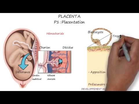 PLACENTA (Première partie : Placentation)