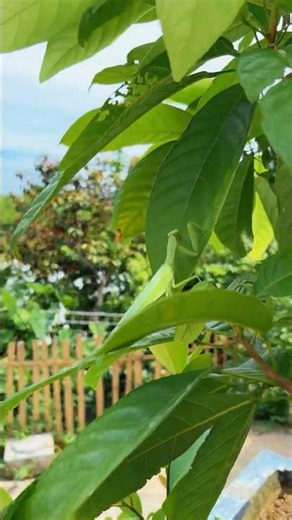 Don’t Harm It! This Rare Praying Mantis Belongs in the Wild! 🦗🌿#shorts
