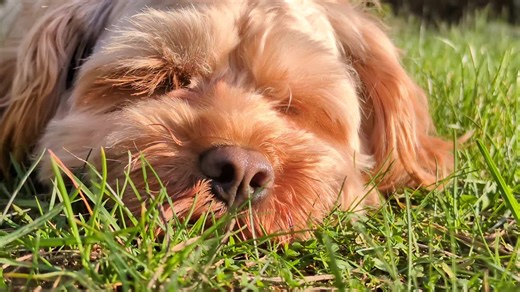 playing w keoo #playing #dogs #foryou #fyp #watchnow dm his whining lol