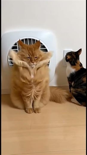 My Cat Has a Fan from China 😂