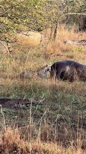 Leopard Scavenges Dead Buffalo | Rare Wild Survival Moment in Africa 🐆