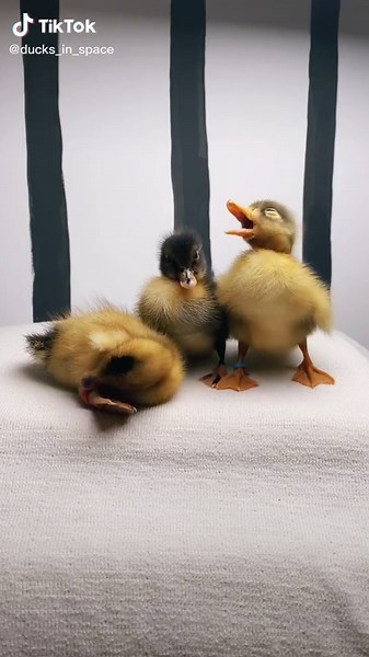 Adorable Sleepy Ducklings - Funny Duck Video Compilation