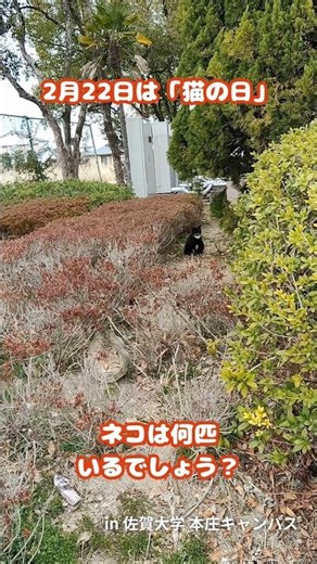 【#キャンパス風景】ねこちゃん発見！ #shorts #佐賀大学【#猫の日】
