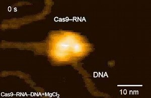 Cas9 protein, of CRISPR fame, cleaving DNA. This is a real High Speed Atomic Force Microscopy Video from the University of Tokyo Want to try CRISPR gene engineering at home? Get your own DIY CRISPR kit at www.the-odin.com/diy-crispr-kit/ Has everything you need to run an example experiment Source: https://www.nature.com/articles/s41467-017-01466-8 | The ODIN