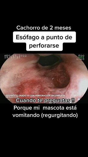 Diagnóstico de Esofagitis Grado III en Cachorro de 2 Meses