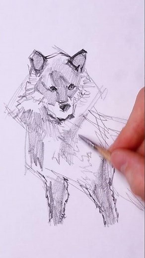 drawing a wolf