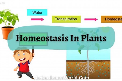 Maintaining A Balance: How Homeostasis In Plants Keep Them Healthy - The Gardeners World