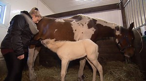 26K views · 301 reactions | À VOIR | La naissance d'un poulain est...