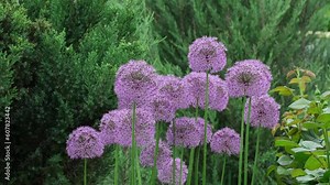 Allium Giganteum flowers growing outdoors. Giant Onion blooming in the spring day. Field of Allium ornamental onion. Balls of blossoming Allium flowers (Allium aflatunense, Alliaceae Family)