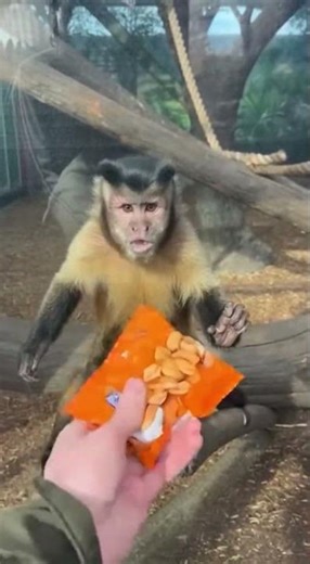 Monkey gets mad over snacks #funny #likes #viral #monkey #animals #fyp #friends #mukbang #zoo #wow