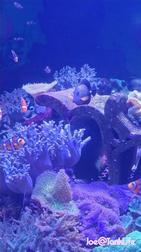 🐡📊 Living Coral Reef Display with Clownfish | SEA LIFE London 🌍💧